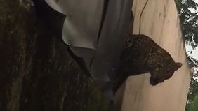 Warga Desa Maruyung, Kecamatan Pacet, Kabupaten Bandung, Jawa Barat, sempat diliputi kepanikan setelah seekor macan tutul ( Panthera pardus melas ) masuk ke kawasan permukiman pada Kamis, 5 Februari 2026, dan melukai dua orang warga setempat.