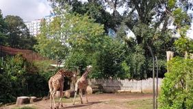 Kementerian Kehutanan (Kemenhut) memastikan perlindungan dan keselamatan seluruh satwa yang berada di Kebun Binatang Bandung atau Bandung Zoo setelah Menteri Kehutanan mencabut izin lembaga konservasi Yayasan Margasatwa Tamansari (YMT). 