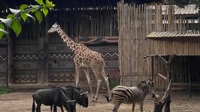 Yayasan Margasatwa Tamansari (YMT) siap mundur dari pengelolaan Kebun Binatang Bandung (Bandung Zoo) serta mengembalikan satwa titipan kepada pihak-pihak terkait menyusul pencabutan izin lembaga konservasi oleh Kementerian Kehutanan. 