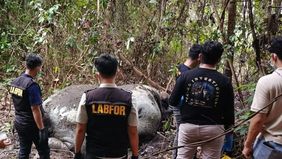 Kementerian Kehutanan (Kemenhut) bergerak cepat menindaklanjuti dugaan perburuan gajah sumatera (Elephas maximus sumatranus) yang ditemukan mati di areal kerja PT Riau Andalan Pulp and Paper (PT RAPP), Provinsi Riau. Pemerintah menegaskan tidak akan 