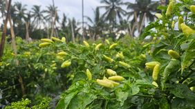 Kementerian Pertanian (Kementan) memastikan ketersediaan aneka cabai di Provinsi Jawa Barat dalam kondisi sangat aman untuk memenuhi kebutuhan masyarakat menjelang Bulan Suci Ramadhan dan Hari Raya Idul Fitri 1447 Hijriah. 
