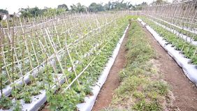 Program Makan Bergizi Gratis (MBG) di Kabupaten Manggarai, Nusa Tenggara Timur (NTT), membuat petani semangat menanam. 
