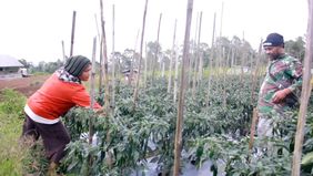 Petani di Kabupaten Manggarai, Nusa Tenggara Timur (NTT) mengaku kewalahan memenuhi permintaan pasar yang begitu besar dari dapur Makan Bergizi Gratis (MBG) atau satuan pelayanan pemenuhan gizi (SPPG). 