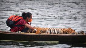 Perahu kayu kecil itu mengapung pelan di sungai berwarna kecokelatan, membawa seorang perempuan yang duduk dengan ketenangan luar biasa. Di sampingnya, seekor Harimau Sumatera terbaring lemah setelah dibius untuk evakuasi dari wilayah konflik.