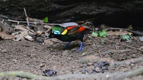 Upaya baru dalam pelestarian alam di Indonesia bagian timur hadir dengan rampungnya identifikasi Important Bird and Biodiversity Areas (IBA) di wilayah Papua.
