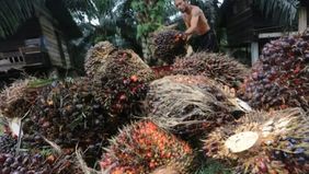 Badan Riset dan Inovasi Nasional (BRIN) mengembangkan inovasi bernama Inacell, yaitu produk mikrokristalin selulosa atau microcrystalline cellulose (MCC) yang diolah dari limbah padat industri kelapa sawit, khususnya tandan kosong sawit. 