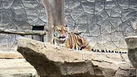 Wali Kota Bandung Muhammad Farhan menyatakan akan melakukan evaluasi terhadap tata kelola Kebun Binatang Bandung menyusul kematian dua anak harimau Benggala (Panthera tigris) berusia delapan bulan, yakni Huru dan Hara.