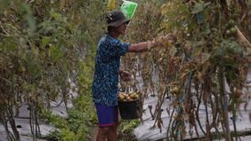 Program MBG Yang Digagas Prabowo Subianto Disebutnya Membawa Dampak Langsung Terhadap Peningkatan Penjualan Hasil Pertanian.

