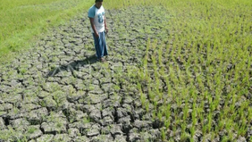 Badan Meteorologi Klimatologi dan Geofisika (BMKG) memprakirakan musim kemarau tahun 2026 akan cenderung lebih kering dibandingkan rata-rata dalam 30 tahun terakhir.