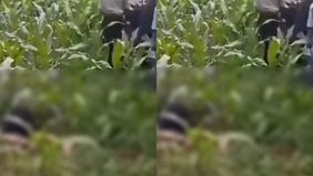Jasad pria tersebut ditemukan di tengah kebun jagung di sekitar wilayah tersebut. Upaya evakuasi masih dilakukan, belum diketahui pasti kronologis penyebab pria tersebut meninggal dunia.