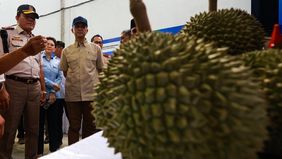 Menteri Transmigrasi (Mentrans) M. Iftitah Sulaiman Suryanagara melepas ekspor berbagai jenis durian yang berasal dari 11 lokasi yang ada di Parigi Moutong, Provinsi Sulawesi Tengah ke Tiongkok. 