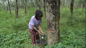 Di usianya yang tak lagi muda dan di tengah kondisi ekonomi yang penuh keterbatasan, nenek Samini (70) hanya memiliki satu harapan yaitu cucunya yang kini bersekolah di Sekolah Rakyat dapat tumbuh menjadi anak yang pintar dan sukses.