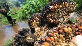 Harga tandan buah segar (TBS) kelapa sawit milik petani swadaya di Provinsi Riau mengalami penurunan sebesar Rp131,78 per kilogram atau turun 3,22 persen dibandingkan periode sebelumnya, sehingga kini berada di angka Rp3.956,31 per kg.