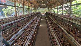 Kokok ayam terdengar riuh di peternakan ayam petelur Werkudoro, Kabupaten Sukoharjo, Jawa Tengah, pada pagi hari.