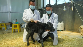 Para ilmuwan di China mengumumkan capaian baru dalam pengembangan teknologi kloning yak, setelah berhasil menghasilkan 10 anak yak yang lahir secara alami di Daerah Otonom Xizang, wilayah barat daya negara tersebut. 