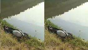 Pencarian kemudian dilakukan tim gabungan dari kepolisian, Polairud, dan pemadam kebakaran selama sekitar tiga jam. Korban akhirnya ditemukan pada pukul 11.15 WIB dalam kondisi meninggal dunia.