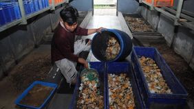 Peneliti Ahli Madya dari Pusat Riset Kesehatan dan Gizi Masyarakat Badan Riset dan Inovasi Nasional (BRIN), Basuki Rachmat, mengusulkan berbagai solusi inovatif untuk mengelola limbah dari Program Makan Bergizi Gratis (MBG) agar dapat dimanfaatkan se