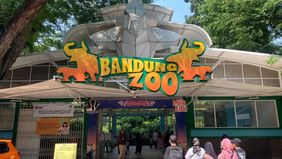 Taman Safari Indonesia menyatakan kesiapannya untuk berpartisipasi dalam proses lelang pengelolaan Kebun Binatang Bandung atau Bandung Zoo sebagai bagian dari komitmen terhadap konservasi satwa dan pengelolaan lembaga konservasi yang berkelanjutan.