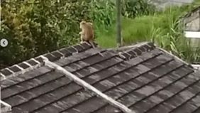 Akibat kejadian tersebut, kedua korban sempat mendapatkan penanganan medis di Puskesmas Rusun Marunda. Namun karena membutuhkan perawatan lanjutan, keduanya kemudian dirujuk ke Rumah Sakit Penyakit Infeksi (RSPI) Prof. Dr. Sulianti Saroso, Jakarta Ut