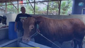 Pemilik kandang, Budi Tohara mengaku, bangga karena sapi peliharaannya terpilih menjadi hewan kurban Presiden untuk Kota Serang. Menurut dia, momen tersebut menjadi pencapaian besar bagi peternak lokal di daerahnya.