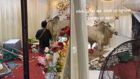 Suasana malam takbiran menjelang Hari Raya Idul Adha di wilayah Karanglewas, Kabupaten Banyumas, Jawa Tengah, mendadak berubah tegang setelah seekor sapi kurban dilaporkan mengamuk dan memicu kepanikan warga. Hewan yang diduga hendak dipersiapkan unt