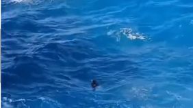 Berdasarkan informasi yang dihimpun, korban diduga terjatuh ketika sedang berswafoto (selfie) di atas anjungan papan kayu yang menjorok ke arah laut.