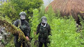 5.000 Batang Ganja Berhasil Diungkap Koops TNI Habema