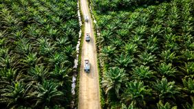 Palm Oil Agribusiness Strategic Policy Institute (PASPI) menilai Indonesia perlu memperkuat diplomasi kelapa sawit sebagai bagian dari strategi menjaga daya saing komoditas nasional di tengah peningkatan berbagai hambatan perdagangan global. 

