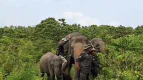 Gubernur Lampung, Rahmat Mirzani Djausal, melakukan pemantauan secara berkala terhadap kondisi satwa di Taman Nasional Way Kambas (TNWK), Kabupaten Lampung Timur. 