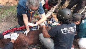 Kementerian Kehutanan (Kemenhut) mengonfirmasi seekor orang utan kalimantan (Pongo pygmaeus) bernama Sempurna mati setelah sebelumnya ditemukan dalam kondisi lemah dan mengalami gangguan pernapasan yang diduga akibat paparan asap kebakaran hutan dan 