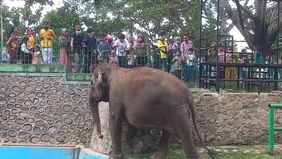 Pemerintah Kota (Pemkot) Bukittinggi, Sumatera Barat (Sumbar) bersama Dinas Pariwisata Bukittinggi memastikan gajah sumatera jantan bernama Zidan mendapat perawatan dan penanganan optimal selama berada di Taman Marga Satwa Kinantan (TMSBK).
