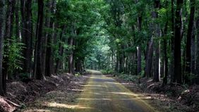Indonesia tak hanya dikenal dengan keindahan alam dan kekayaan budayanya, tetapi juga menyimpan beragam cerita mistis yang melekat pada sejumlah tempat. Dari hutan lebat di ujung timur Pulau Jawa hingga bangunan bersejarah peninggalan kolonial, beber