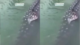 Koordinator Wilayah Kerja Sultra Balai Pengelolaan Kelautan Denpasar, Jupri, mengatakan paus yang ditemukan dalam keadaan hidup tersebut telah ditangani dengan bantuan warga setempat. Mamalia laut itu kemudian diarahkan kembali ke laut