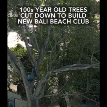 Viral Pohon Berusia Ratusan Tahun di Bali Ditebang Demi Bangun Beach Club