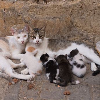 Bohong! Makan Daging Kucing Dapat Menyembuhkan Diabetes, Ini Kata Ahli