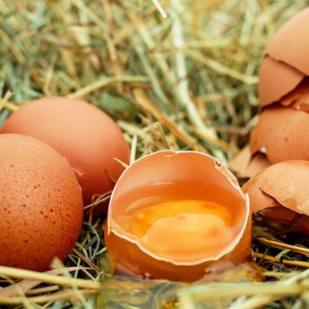 Geger Seorang Mahasiswa Makan 720 Telur Ayam Sebulan, Ini Alasannya