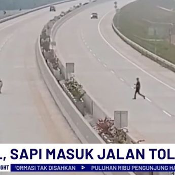 Viral! Masuk Tol Kisaran-Limapuluh, Petugas dan Warga Kewalahan Kejar Sapi 