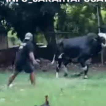 Viral Sapi Milik Pedagang Lepas dan Ngamuk di Jakarta Pusat