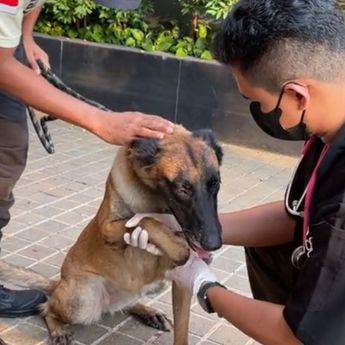 Anjing Guard yang Dipukul Sekuriti di Plaza Indonesia Diperiksa Dokter Hewan