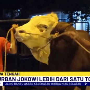 Pemilik Sapi Kurban Tebo Seberat 1 Ton Lebih, Sudah 'Feeling' Bakal Dibeli Presiden Jokowi