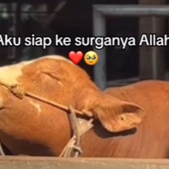 Momen Sapi Menangis Sebelum Disembelih di Hari Idul Adha, Netizen Ikut Sedih