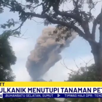 Gunung Lewotobi Laki-laki di NTT Erupsi, Muntahkan Abu Vulkanik Setinggi 1 Km Rusak Kebun Warga