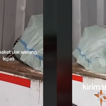 Ular Welang Lepas dari Paket Kurir, Para Sopir Panik