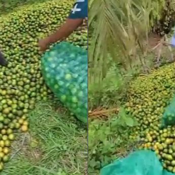 Petani Buang Ribuan Jeruk Hasil Panen, Diduga Harga Anjlok