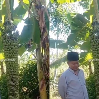 Fenomena Alam: Pohon Pisang Berbuah Ribuan