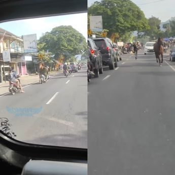 Ngeri Banget! Kuda Lepas Tabrak Pengendara Motor Sampai Terjungkal