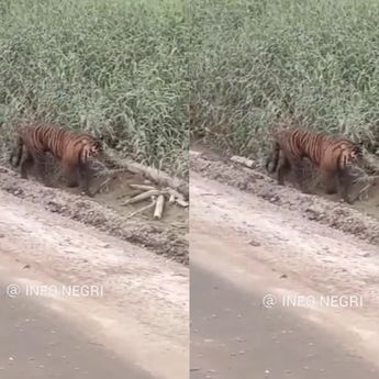 Nahas Nasib Pekerja Sawit Tewas Diterkam Harimau, Leher Sampai Putus