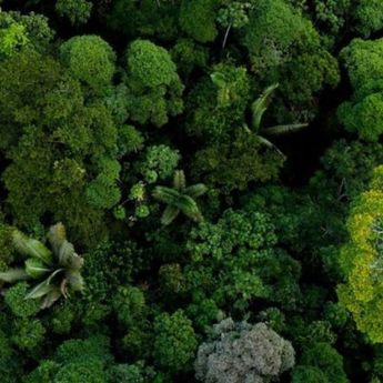 Suku Terasing Terbesar di Dunia Terpaksa Mengungsi dari Amazon Akibat Eksploitasi Hutan