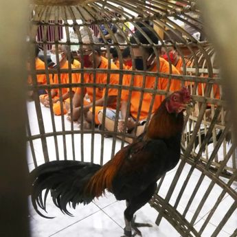 Arena Judi Sabung Ayam Digerebek Polisi, 70 Orang Ditangkap di Bekasi