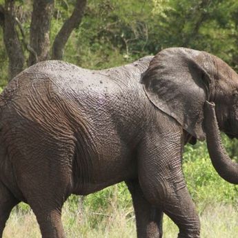 Kawanan Gajah Liar Rusak Rumah Warga di Lampung